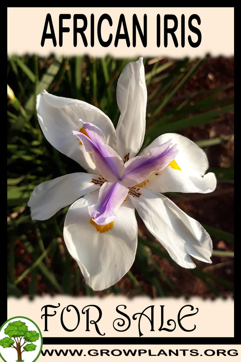 African iris for sale