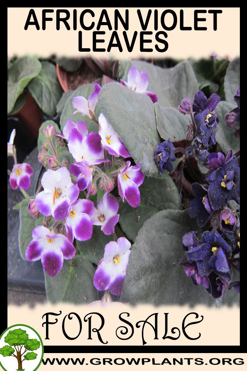 African violet leaves for sale