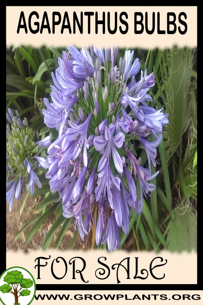 Agapanthus bulbs for sale