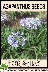 Agapanthus seeds for sale