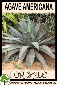 Agave americana for sale