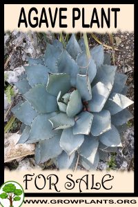 Agave plant for sale
