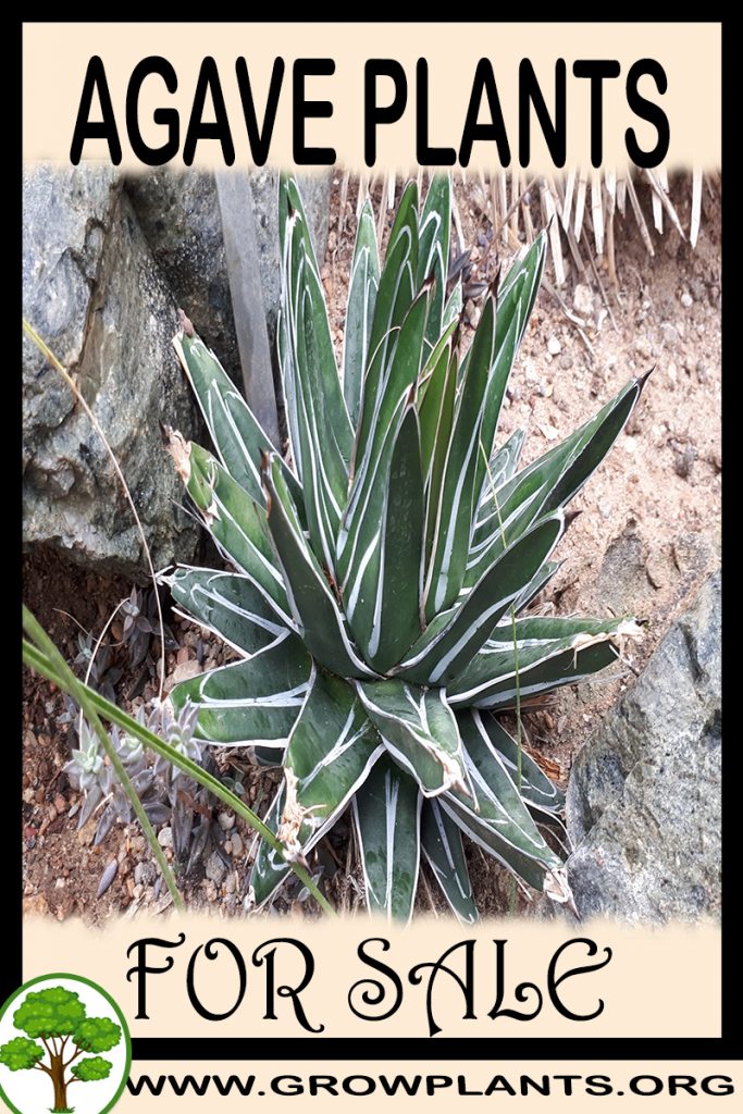Agave plants for sale
