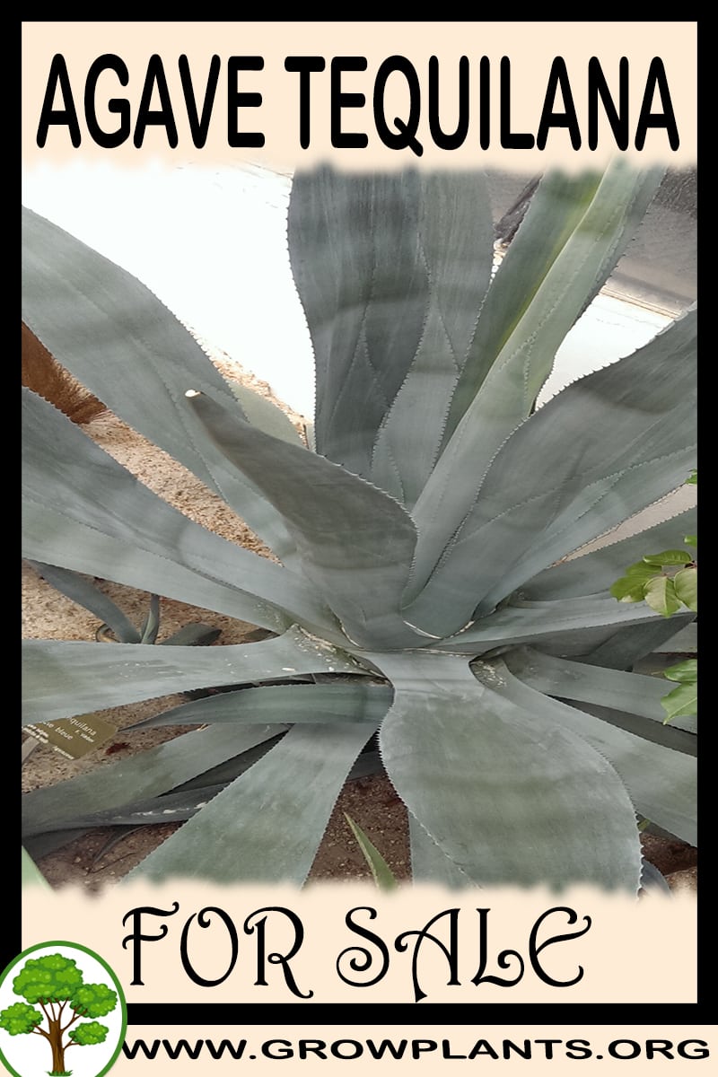Agave tequilana for sale