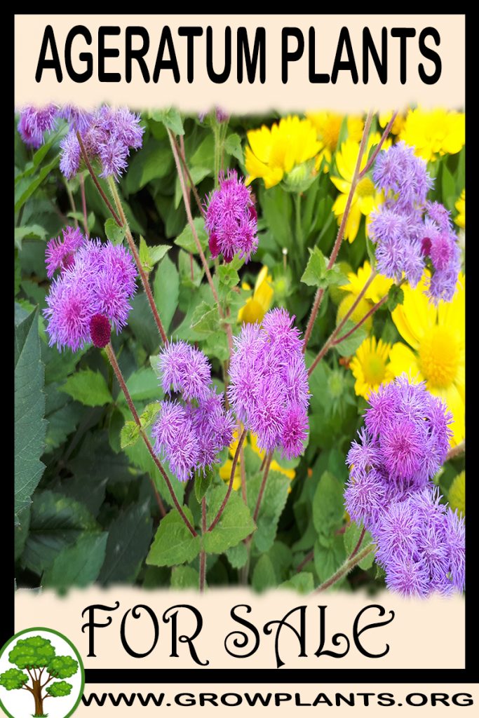 Ageratum plants for sale