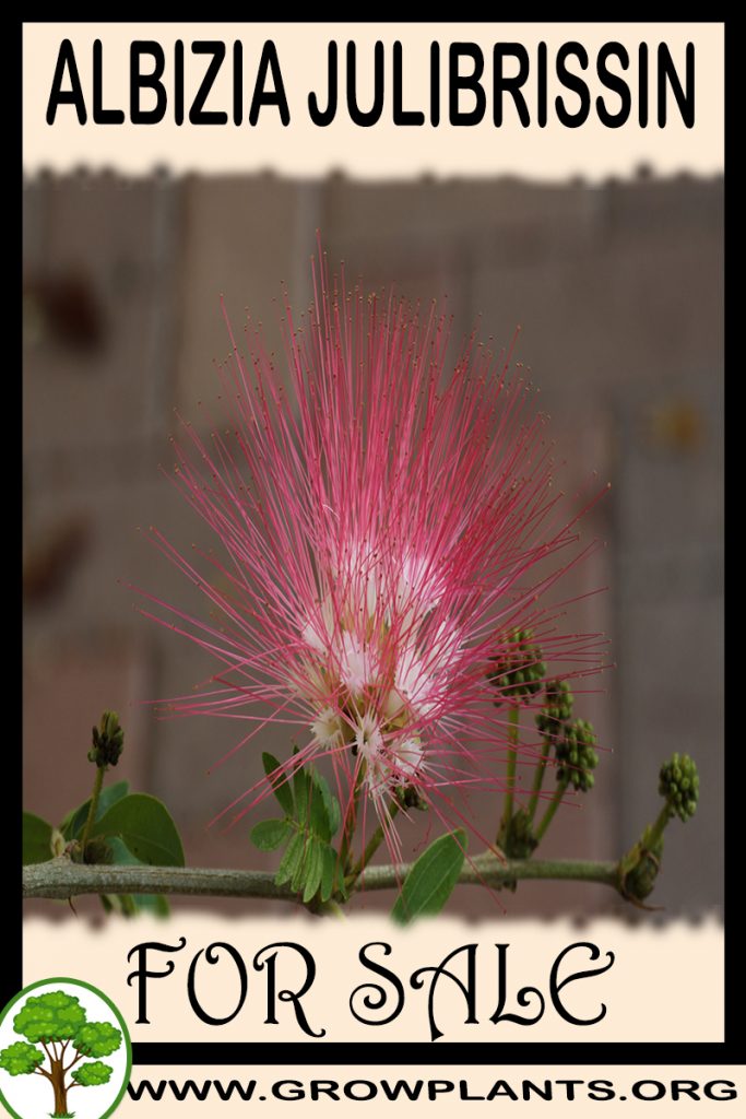 Albizia julibrissin for sale