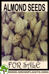 Almond seeds for sale