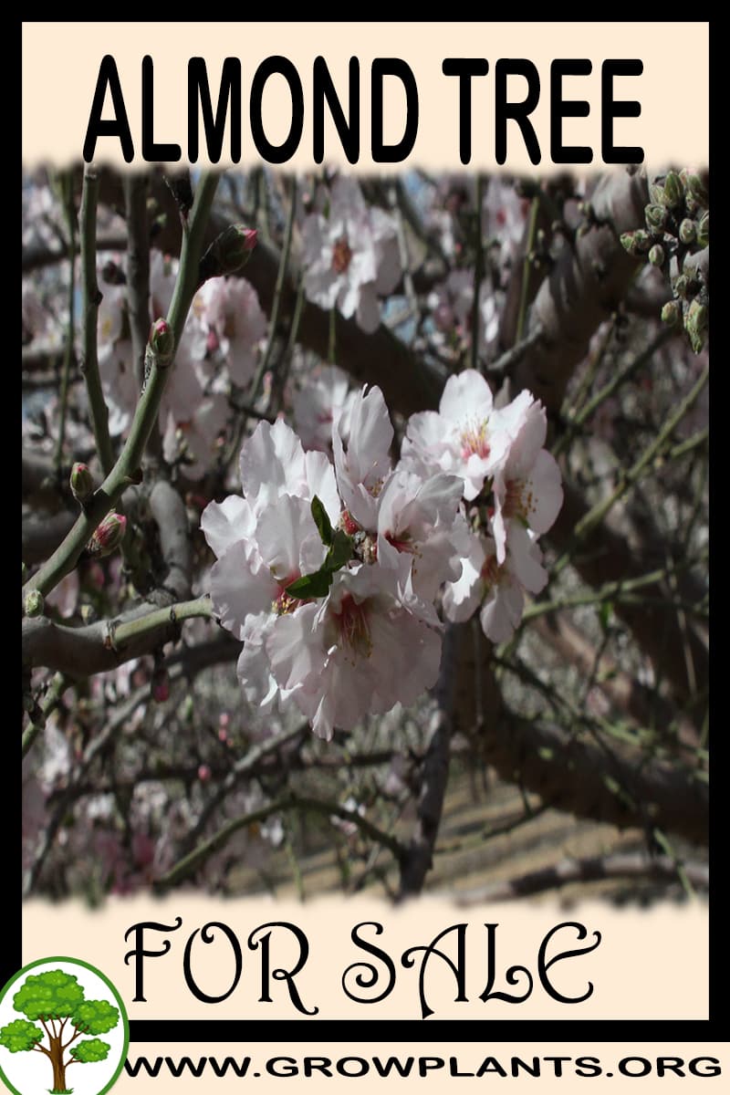 Almond tree for sale