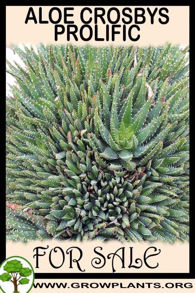 Aloe Crosbys Prolific for sale