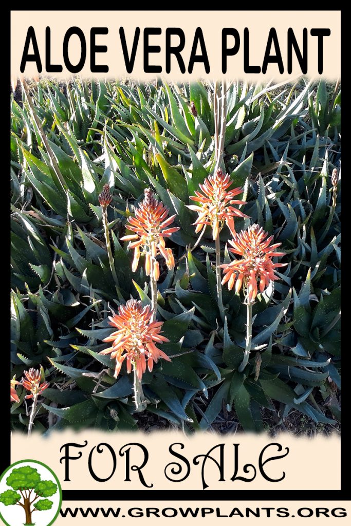 Aloe Vera plant for sale