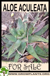 Aloe aculeata for sale