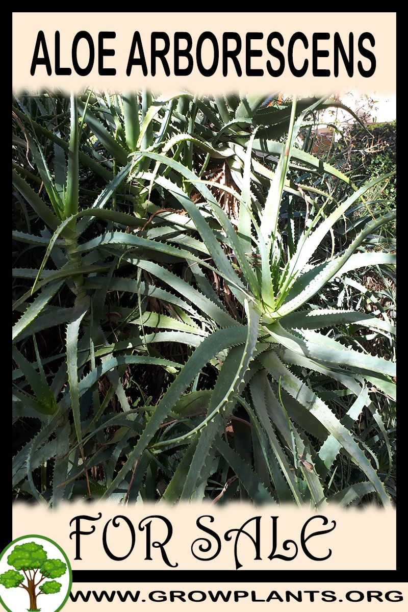 Aloe arborescens for sale