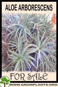 Aloe arborescens plant for sale