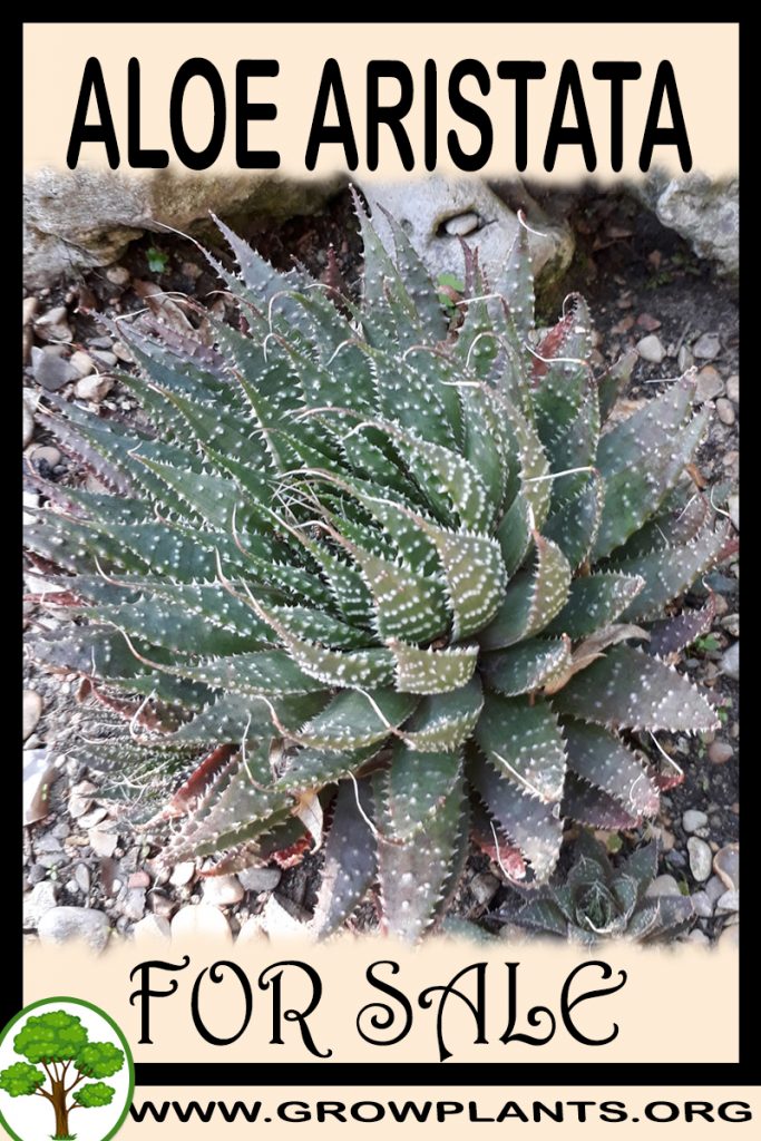 Aloe aristata for sale