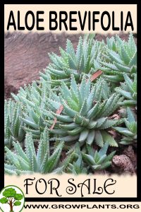 Aloe brevifolia for sale