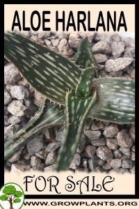 Aloe harlana for sale