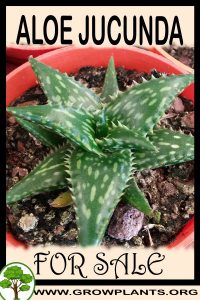 Aloe jucunda for sale