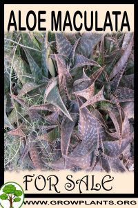 Aloe maculata for sale