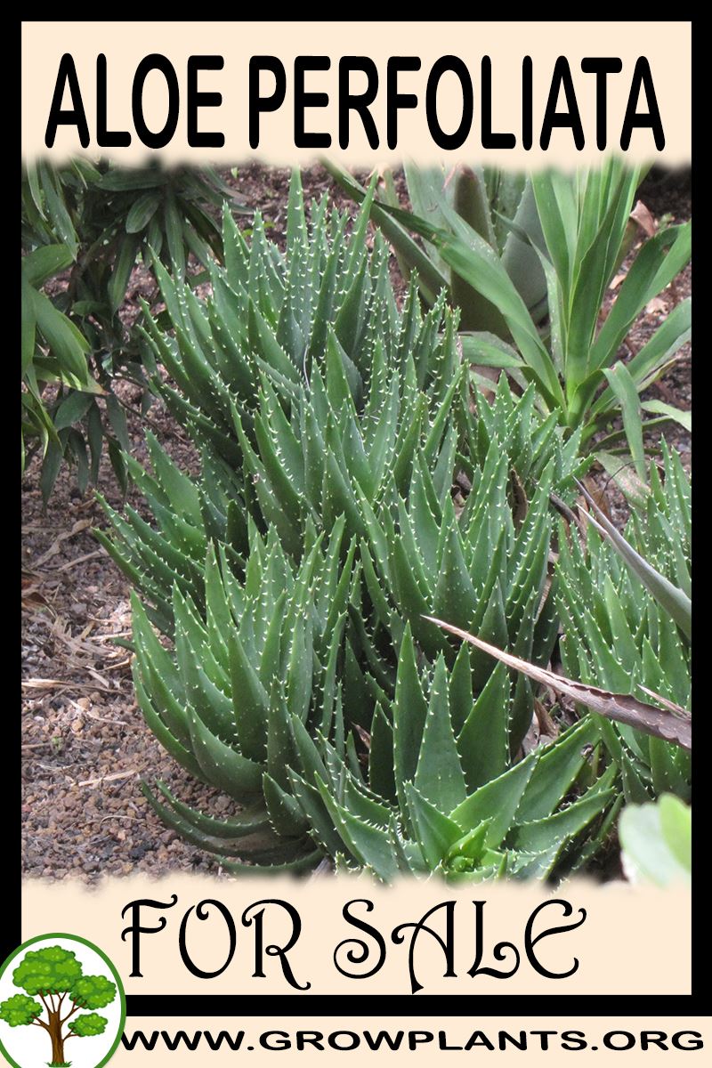 Aloe perfoliata for sale
