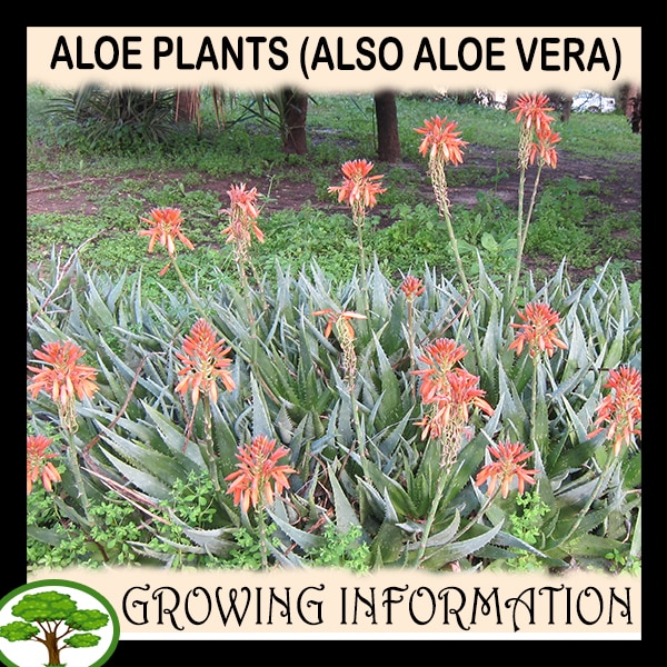 Aloe plants (also Aloe Vera) Growing information