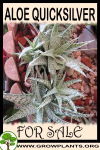Aloe quicksilver for sale