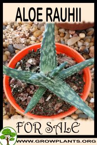 Aloe rauhii for sale