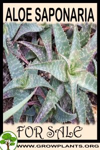 Aloe saponaria for sale