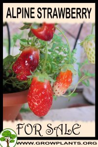Alpine strawberry plants for sale