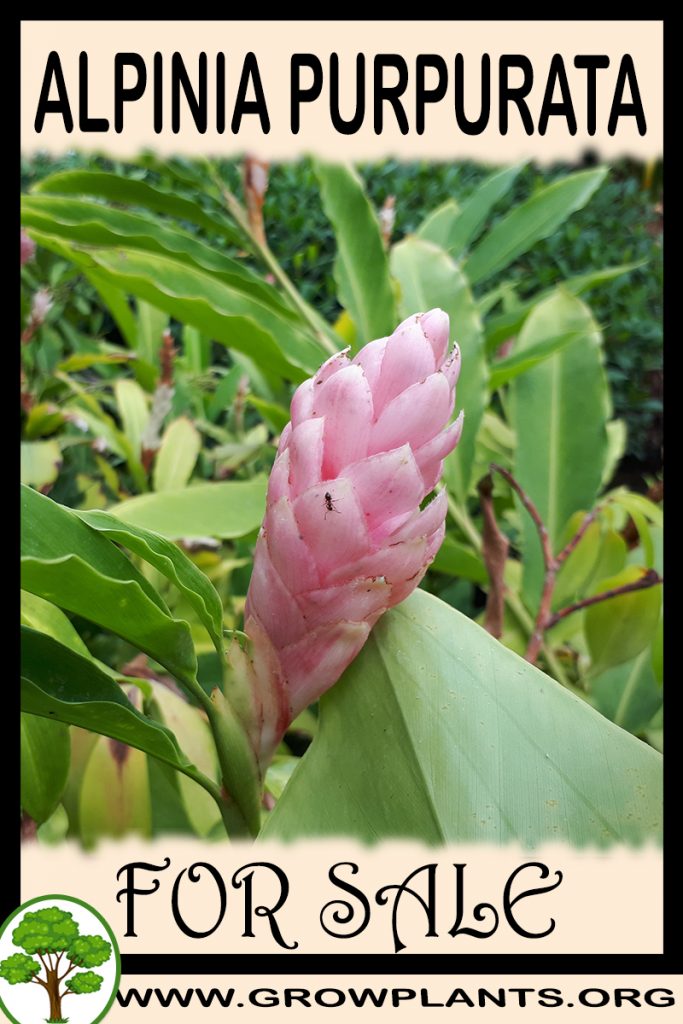 Alpinia purpurata for sale