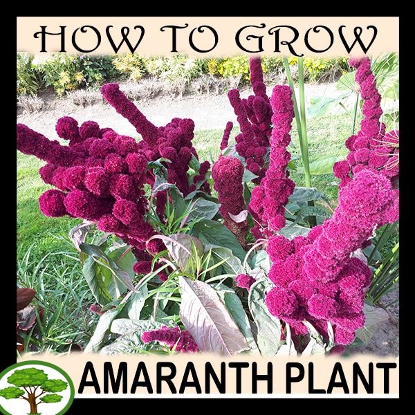 Amaranth plant - all need to know