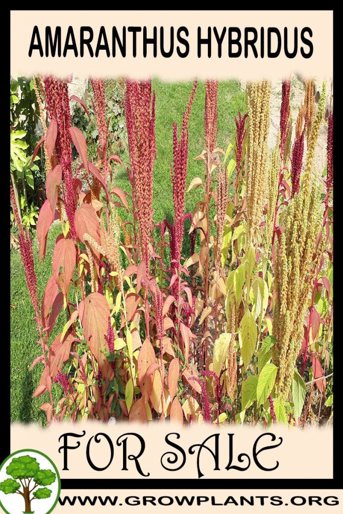 Amaranthus hybridus for sale