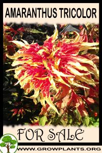 Amaranthus tricolor for sale