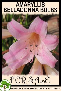 Amaryllis belladonna bulbs for sale
