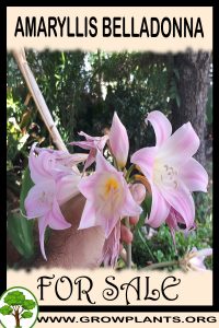 Amaryllis belladonna for sale