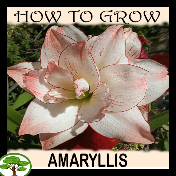 Amaryllis - all need to know