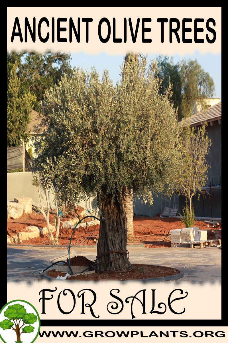 Ancient Olive trees for sale
