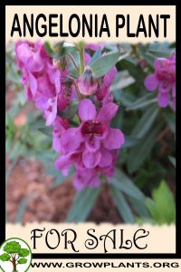 Angelonia for sale
