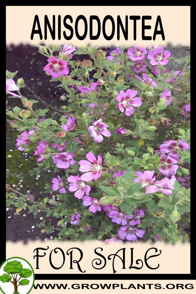Anisodontea for sale