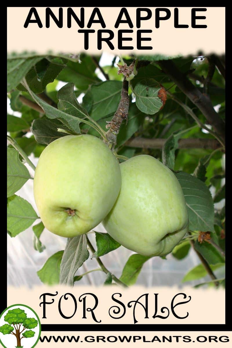 Anna apple tree for sale