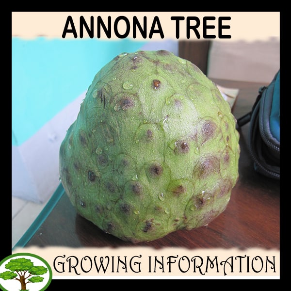 Annona tree Growing information