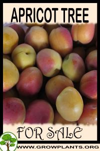 Apricot tree for sale