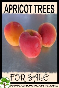 Apricot trees for sale