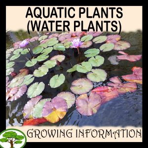 Aquatic- plants (Water plants)