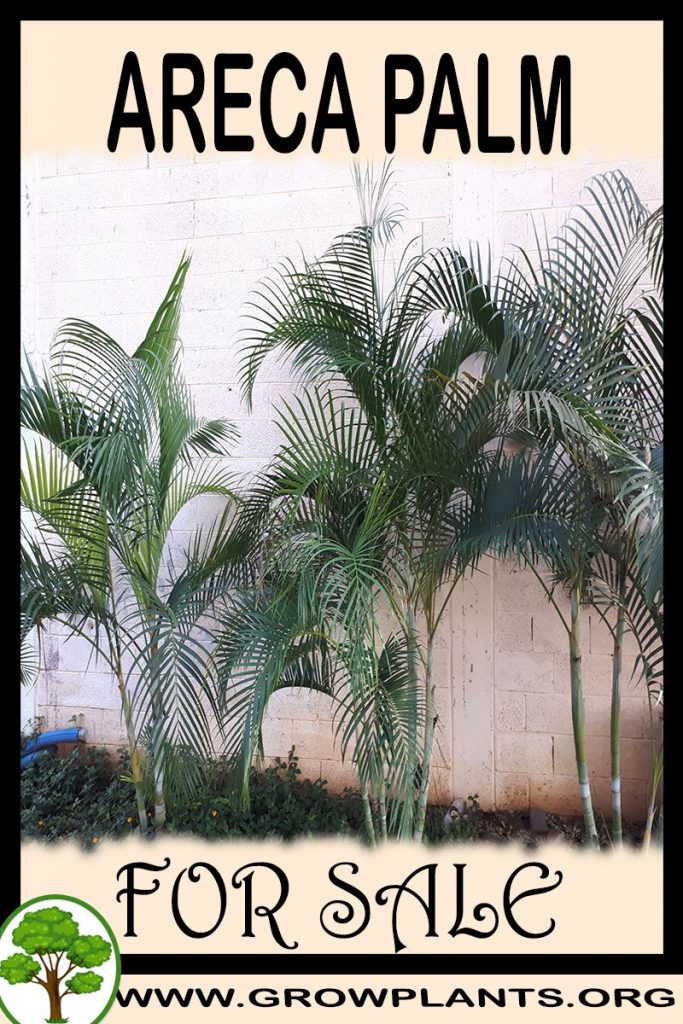 Areca palm for sale - Grow plants