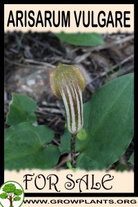 Arisarum vulgare for sale