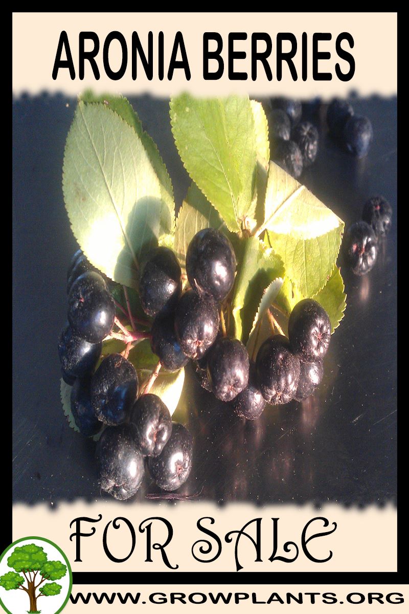 Aronia berries for sale