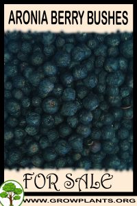 Aronia berry bushes for sale