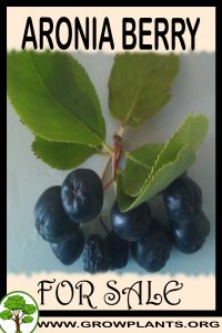 Aronia berry plants for sale