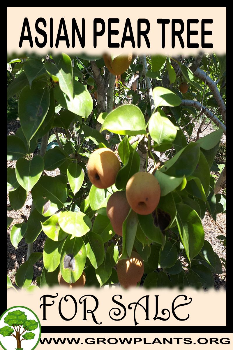 Asian pear tree for sale
