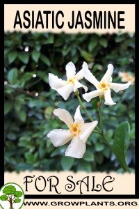 Asiatic jasmine for sale